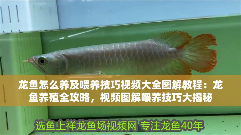 龍魚(yú)怎么養(yǎng)及喂養(yǎng)技巧視頻大全圖解教程：龍魚(yú)養(yǎng)殖全攻略，視頻圖解喂養(yǎng)技巧大揭秘