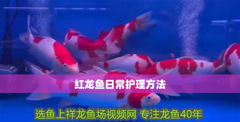 紅龍魚日常護理方法