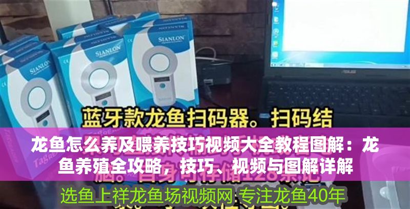 龍魚怎么養及喂養技巧視頻大全教程圖解：龍魚養殖全攻略，技巧、視頻與圖解詳解