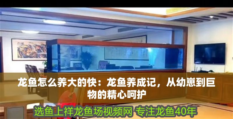 龍魚怎么養大的快：龍魚養成記，從幼崽到巨物的精心呵護 龍魚怎么養大的快：龍魚養成記，從幼崽到巨物的精心呵護 龍魚百科 第1張