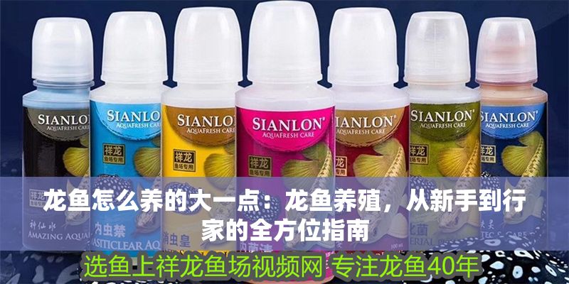 龍魚怎么養的大一點：龍魚養殖，從新手到行家的全方位指南