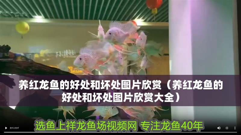 養(yǎng)紅龍魚的好處和壞處圖片欣賞（養(yǎng)紅龍魚的好處和壞處圖片欣賞大全）