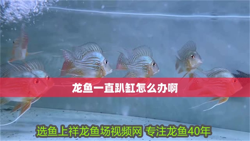 龍魚一直趴缸怎么辦啊 龍魚一直趴缸怎么辦啊 龍魚百科