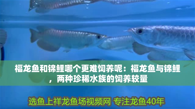 福龍魚和錦鯉哪個更難飼養呢：福龍魚與錦鯉，兩種珍稀水族的飼養較量