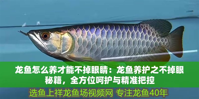 龍魚怎么養才能不掉眼睛：龍魚養護之不掉眼秘籍，全方位呵護與精準把控