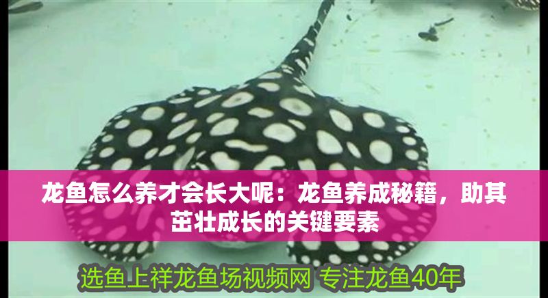 龍魚怎么養才會長大呢：龍魚養成秘籍，助其茁壯成長的關鍵要素