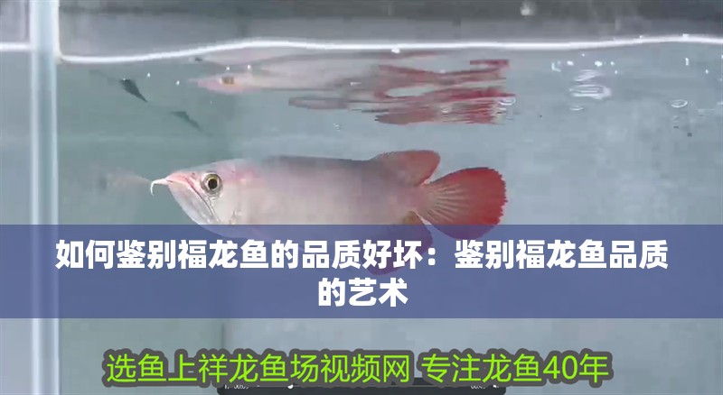 如何鑒別福龍魚的品質(zhì)好壞：鑒別福龍魚品質(zhì)的藝術(shù)