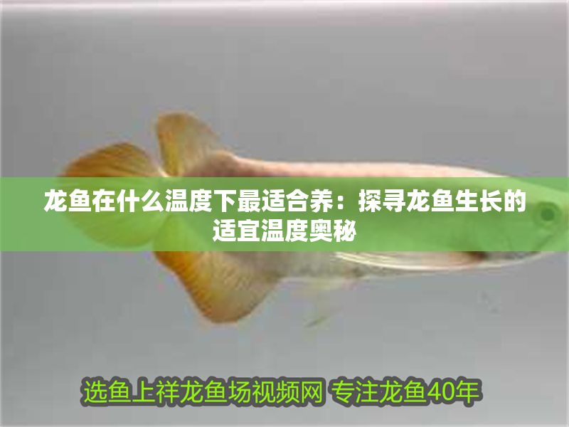 龍魚在什么溫度下最適合養：探尋龍魚生長的適宜溫度奧秘