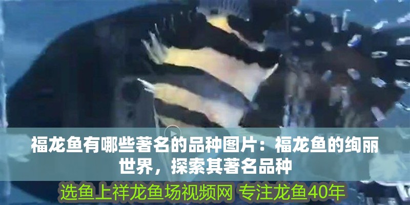 福龍魚有哪些著名的品種圖片：福龍魚的絢麗世界，探索其著名品種