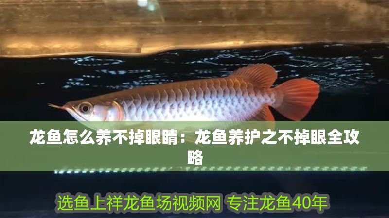 龍魚怎么養不掉眼睛：龍魚養護之不掉眼全攻略