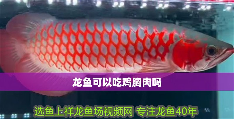 龍魚可以吃雞胸肉嗎 龍魚可以吃雞胸肉嗎 龍魚百科