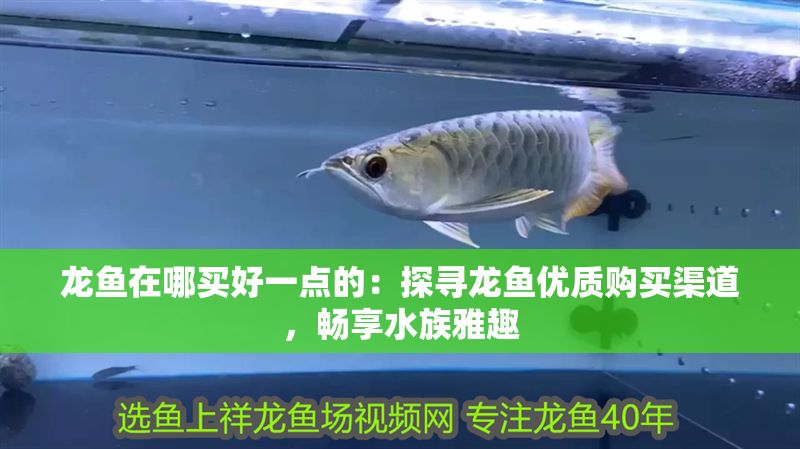龍魚在哪買好一點的：探尋龍魚優質購買渠道，暢享水族雅趣