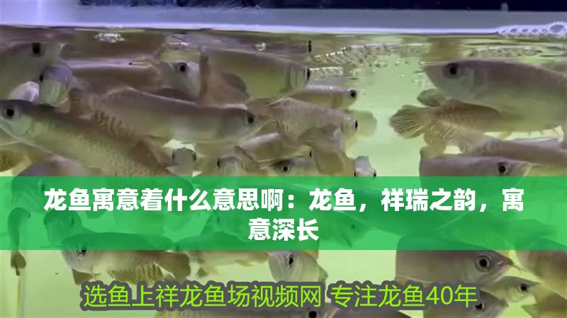 龍魚寓意著什么意思啊：龍魚，祥瑞之韻，寓意深長