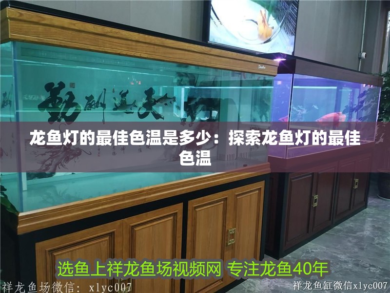 龍魚燈的最佳色溫是多少：探索龍魚燈的最佳色溫