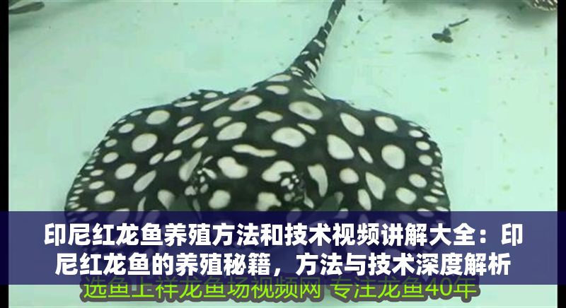 印尼紅龍魚養(yǎng)殖方法和技術(shù)視頻講解大全：印尼紅龍魚的養(yǎng)殖秘籍，方法與技術(shù)深度解析