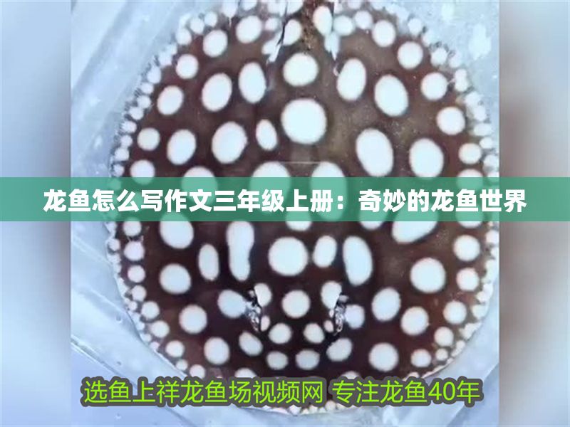 龍魚怎么寫作文三年級上冊：奇妙的龍魚世界