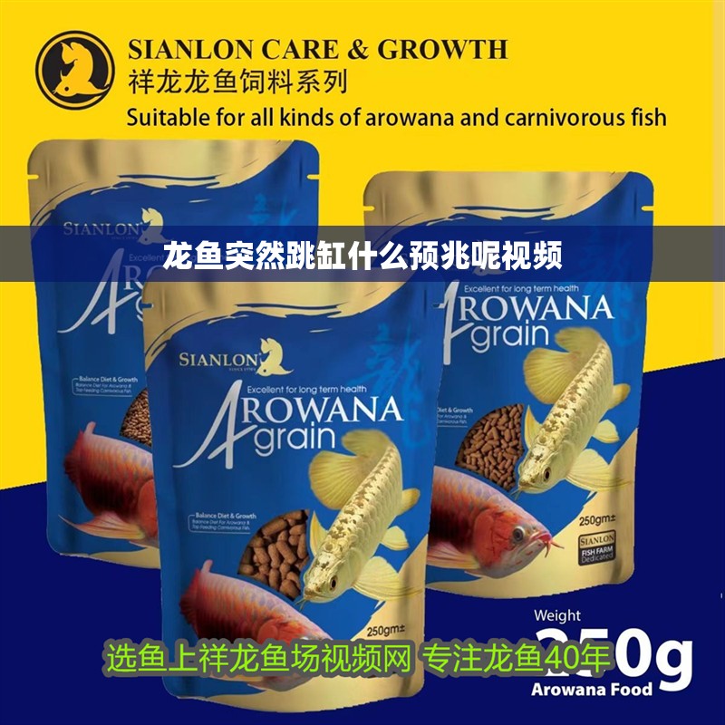 龍魚突然跳缸什么預(yù)兆呢視頻