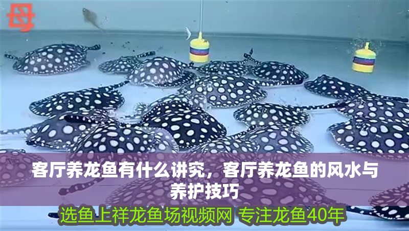 客廳養龍魚有什么講究，客廳養龍魚的風水與養護技巧