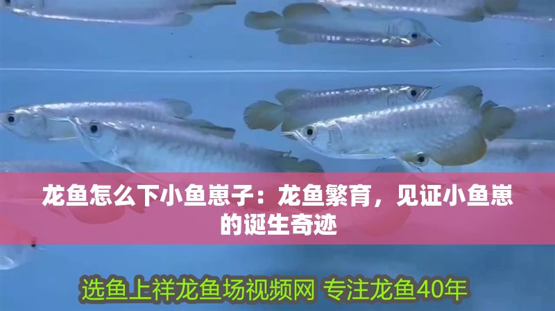 龍魚怎么下小魚崽子：龍魚繁育，見證小魚崽的誕生奇跡