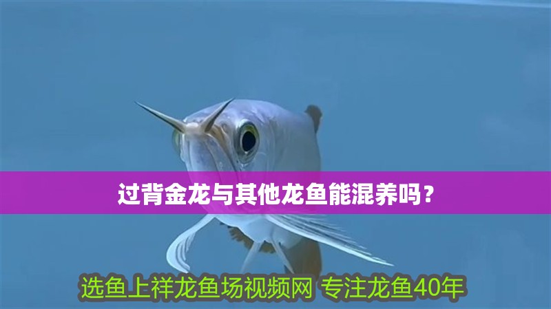 過背金龍與其他龍魚能混養嗎？ 過背金龍與其他龍魚能混養嗎？ 龍魚百科