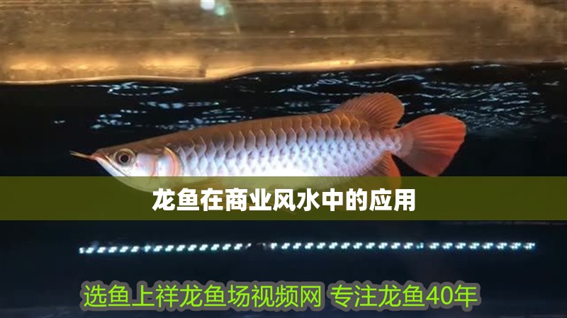 龍魚在商業風水中的應用