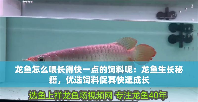 龍魚怎么喂長得快一點的飼料呢：龍魚生長秘籍，優選飼料促其快速成長