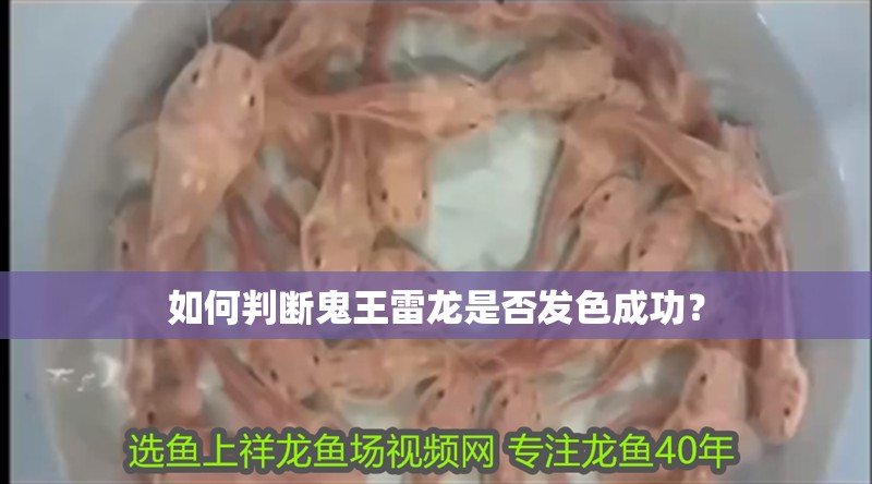 魚缸用增氧泵價格是多少:魚缸增氧機-xtrac增氧機-xtrac增氧機 如何判斷鬼王雷龍是否發色成功? 龍魚百科 如何判斷鬼王雷龍是否發色成功? 如何判斷鬼王雷龍是否發色成功? 龍魚百科