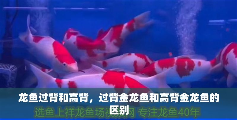 龍魚過背和高背，過背金龍魚和高背金龍魚的區(qū)別