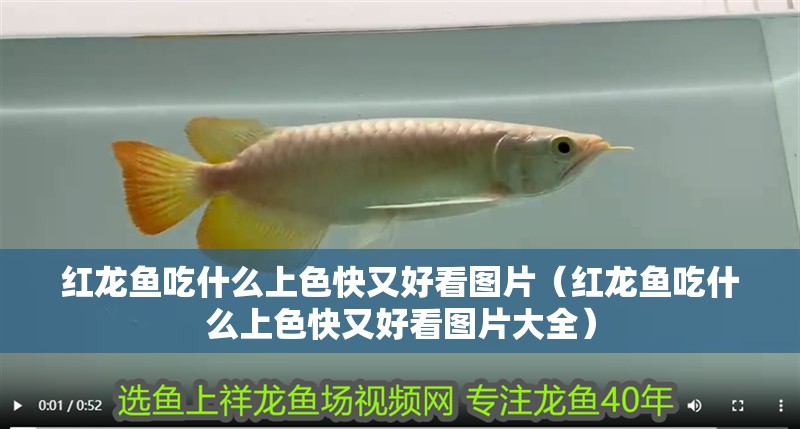 紅龍魚吃什么上色快又好看圖片（紅龍魚吃什么上色快又好看圖片大全）