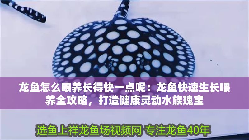 龍魚怎么喂養長得快一點呢：龍魚快速生長喂養全攻略，打造健康靈動水族瑰寶