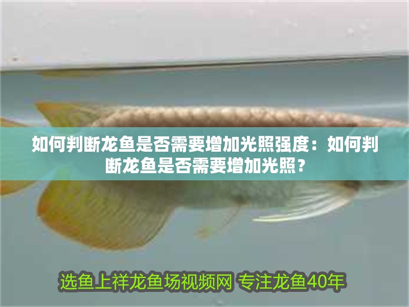 如何判斷龍魚是否需要增加光照強(qiáng)度：如何判斷龍魚是否需要增加光照？ 如何判斷龍魚是否需要增加光照強(qiáng)度：如何判斷龍魚是否需要增加光照？ 水族問(wèn)答