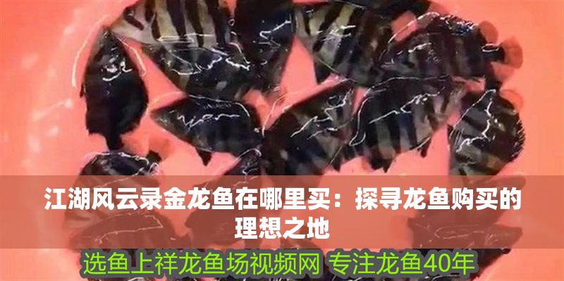 江湖風云錄金龍魚在哪里買：探尋龍魚購買的理想之地
