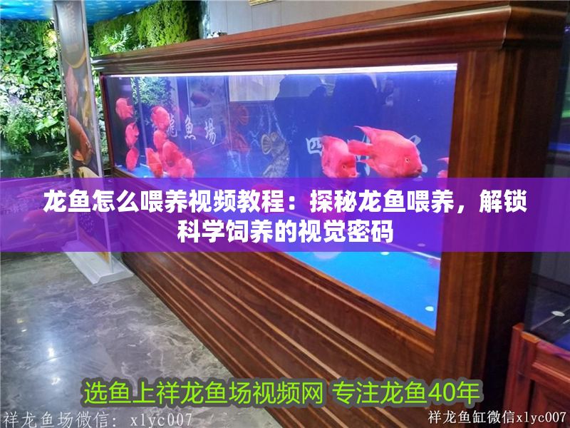 龍魚怎么喂養(yǎng)視頻教程：探秘龍魚喂養(yǎng)，解鎖科學(xué)飼養(yǎng)的視覺密碼 龍魚怎么喂養(yǎng)視頻教程：探秘龍魚喂養(yǎng)，解鎖科學(xué)飼養(yǎng)的視覺密碼 龍魚百科 第1張