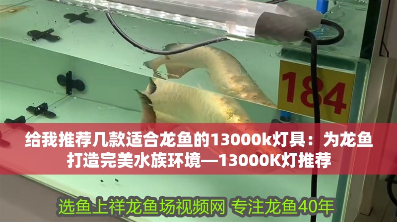 給我推薦幾款適合龍魚的13000k燈具：為龍魚打造完美水族環境—13000K燈推薦