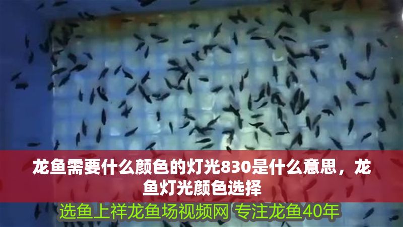 龍魚需要什么顏色的燈光830是什么意思，龍魚燈光顏色選擇