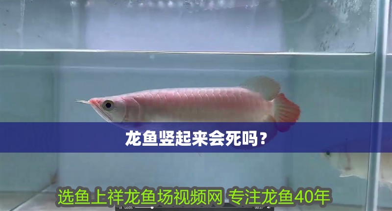 龍魚豎起來會死嗎？