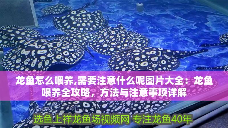 龍魚怎么喂養(yǎng),需要注意什么呢圖片大全：龍魚喂養(yǎng)全攻略，方法與注意事項詳解