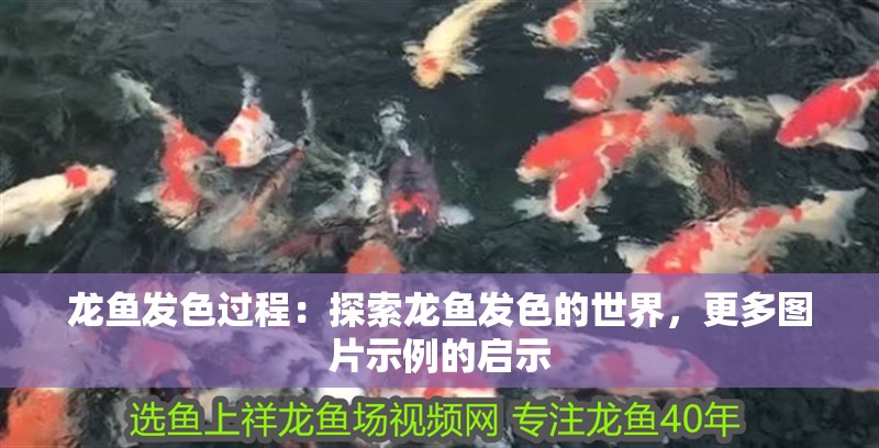 龍魚發(fā)色過程：探索龍魚發(fā)色的世界，更多圖片示例的啟示