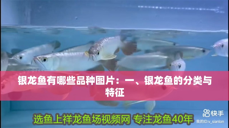 銀龍魚有哪些品種圖片：一、銀龍魚的分類與特征