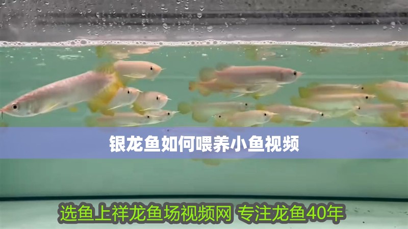 銀龍魚如何喂養(yǎng)小魚視頻