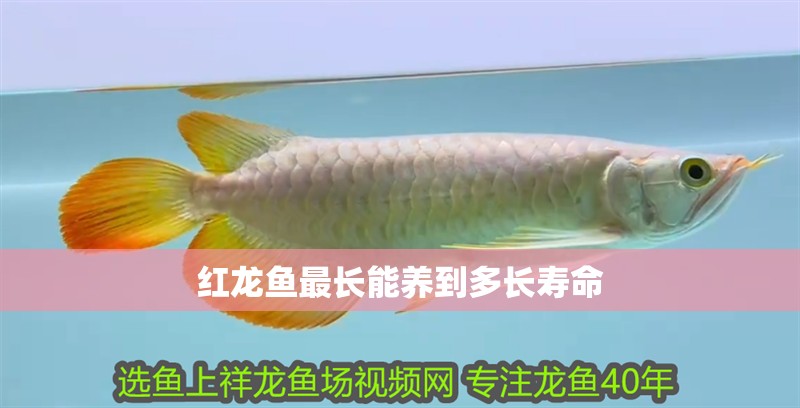 紅龍魚(yú)最長(zhǎng)能養(yǎng)到多長(zhǎng)壽命