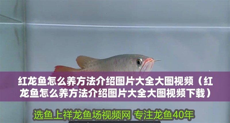 紅龍魚(yú)怎么養(yǎng)方法介紹圖片大全大圖視頻（紅龍魚(yú)怎么養(yǎng)方法介紹圖片大全大圖視頻下載）