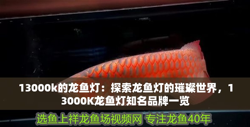 13000k的龍魚燈：探索龍魚燈的璀璨世界，13000K龍魚燈知名品牌一覽