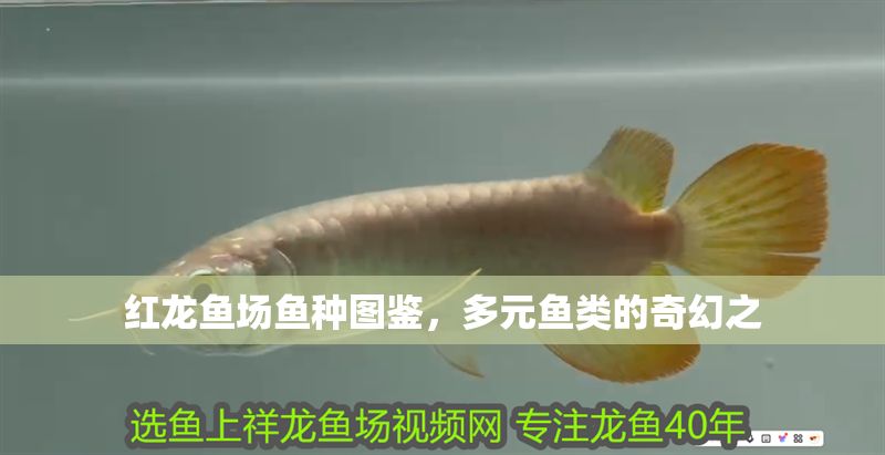 紅龍魚場魚種圖鑒，多元魚類的奇幻之