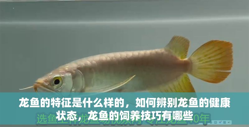 龍魚的特征是什么樣的，如何辨別龍魚的健康狀態(tài)，龍魚的飼養(yǎng)技巧有哪些