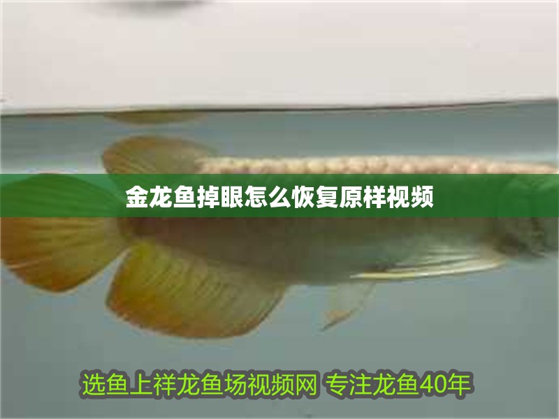 金龍魚掉眼怎么恢復(fù)原樣視頻