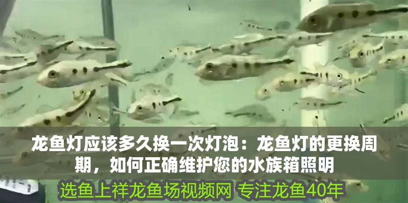 龍魚(yú)燈應(yīng)該多久換一次燈泡：龍魚(yú)燈的更換周期，如何正確維護(hù)您的水族箱照明