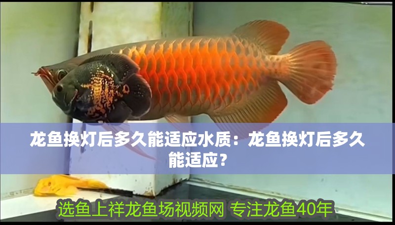 龍魚換燈后多久能適應水質：龍魚換燈后多久能適應？