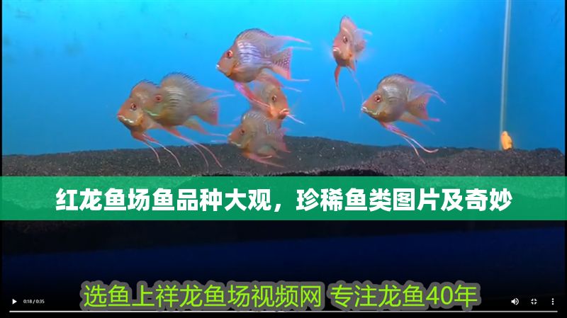 紅龍魚場魚品種大觀，珍稀魚類圖片及奇妙