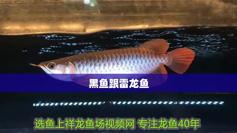 黑魚跟雷龍魚
